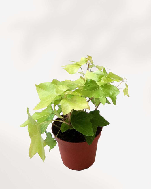 Algerian Ivy Neon | Buy Online