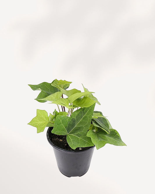 Algerian Ivy Neon | Buy Online Pro Tip and Care Guide - Delivery from Toronto across Canada - Mygreenscape