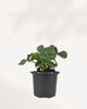 Alocasia Atom front view, compact tropical houseplant with deep green textured leaves, available online and in store in Richmond Hill GTA