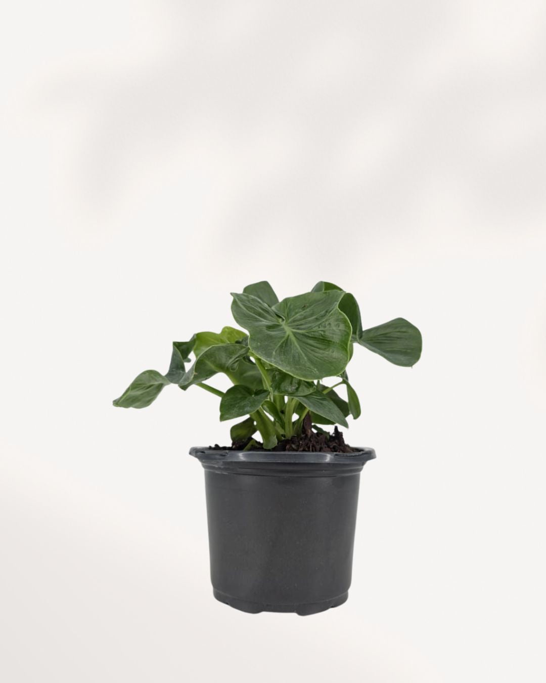 Alocasia Atom front view, compact tropical houseplant with deep green textured leaves, available online and in store in Richmond Hill GTA
