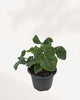Alocasia Atom top front view, dwarf Alocasia with bold sculpted foliage and compact growth, ideal for indoor plant collectors across Canada