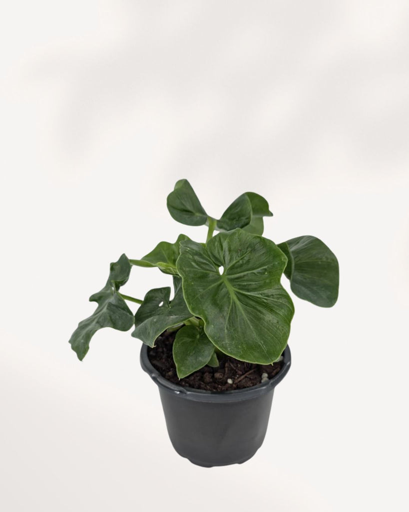 Alocasia Atom top front view, dwarf Alocasia with bold sculpted foliage and compact growth, ideal for indoor plant collectors across Canada
