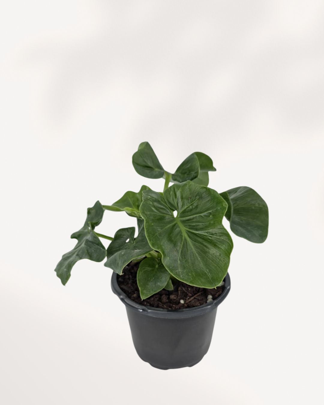 Alocasia Atom top front view, dwarf Alocasia with bold sculpted foliage and compact growth, ideal for indoor plant collectors across Canada