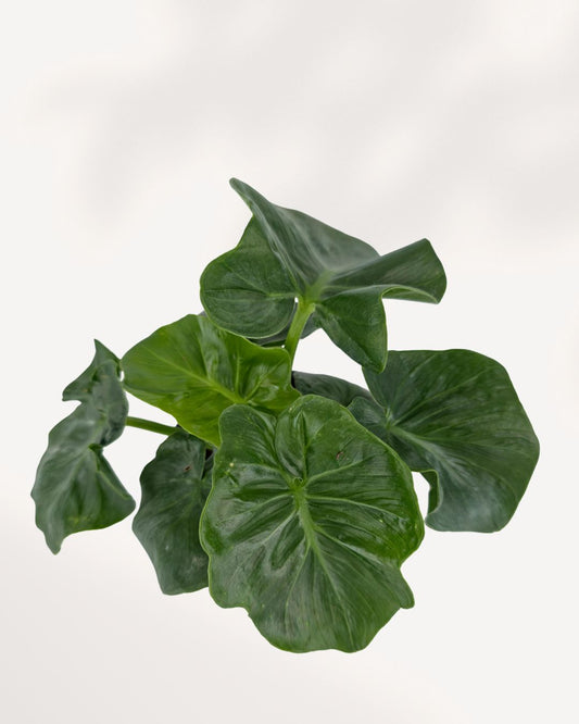 Alocasia Atom top front view, dwarf Alocasia with bold sculpted foliage and compact growth, ideal for indoor plant collectors across Canada