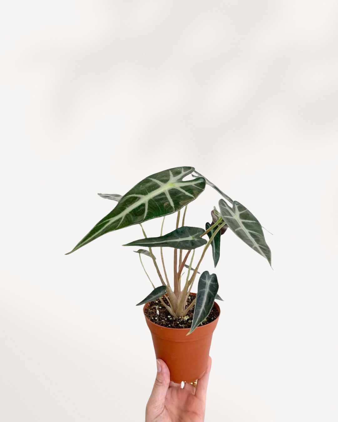 Alocasia Bambino | Buy Online