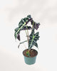 Alocasia Bambino 5" Pot - Medium