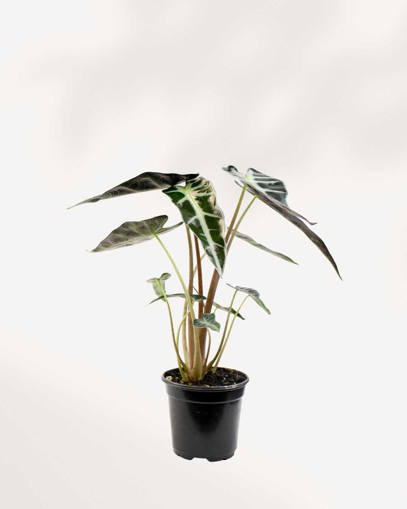 Alocasia Bambino 4" Pot - Small