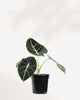 Alocasia Black Velvet - Alocasia Reginula 4" Pot Medium