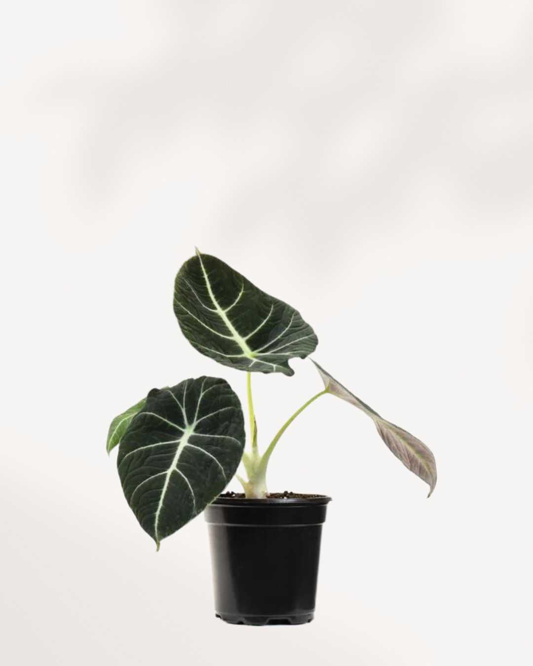 Alocasia Black Velvet | Buy Online