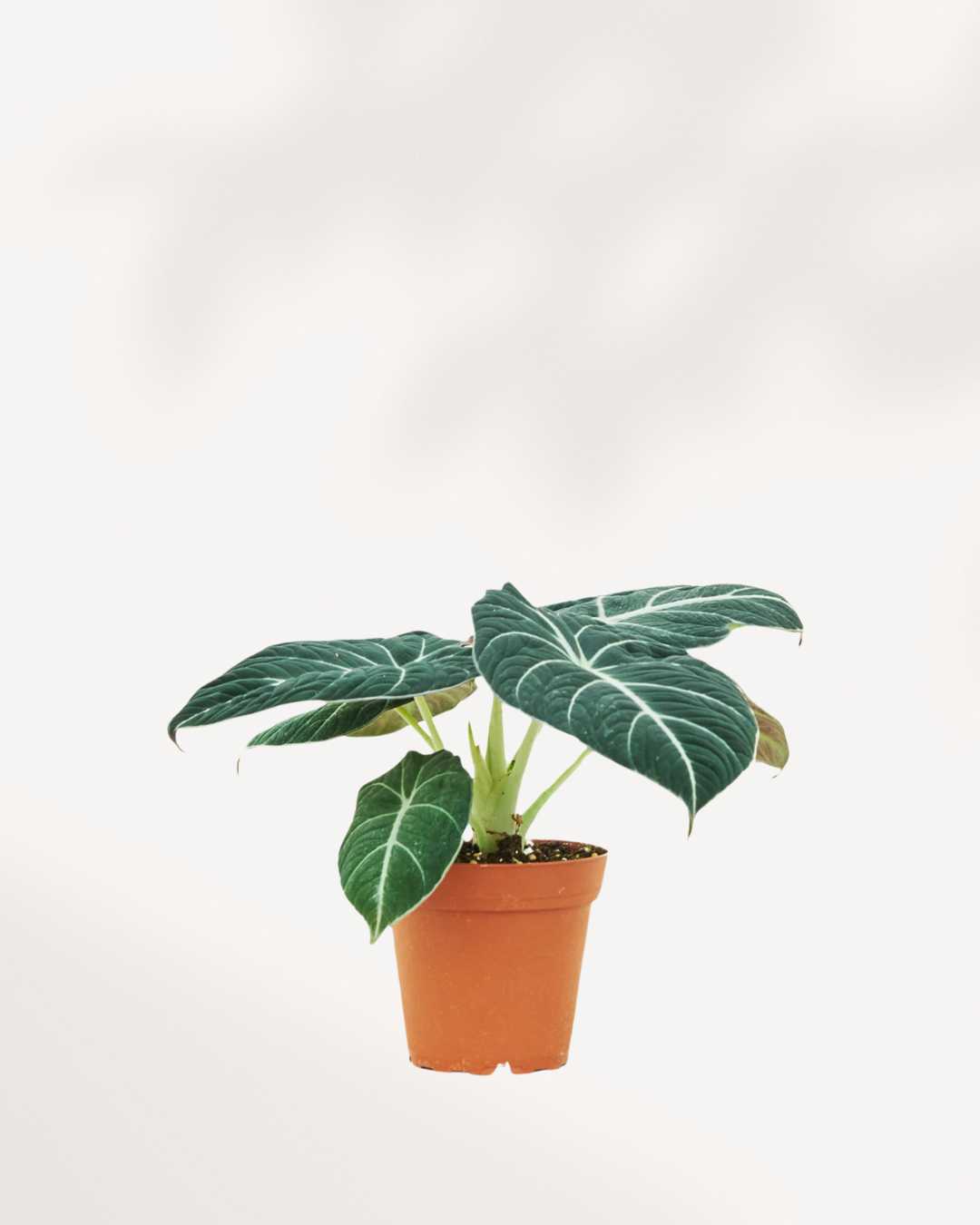 Alocasia Black Velvet | Buy Online