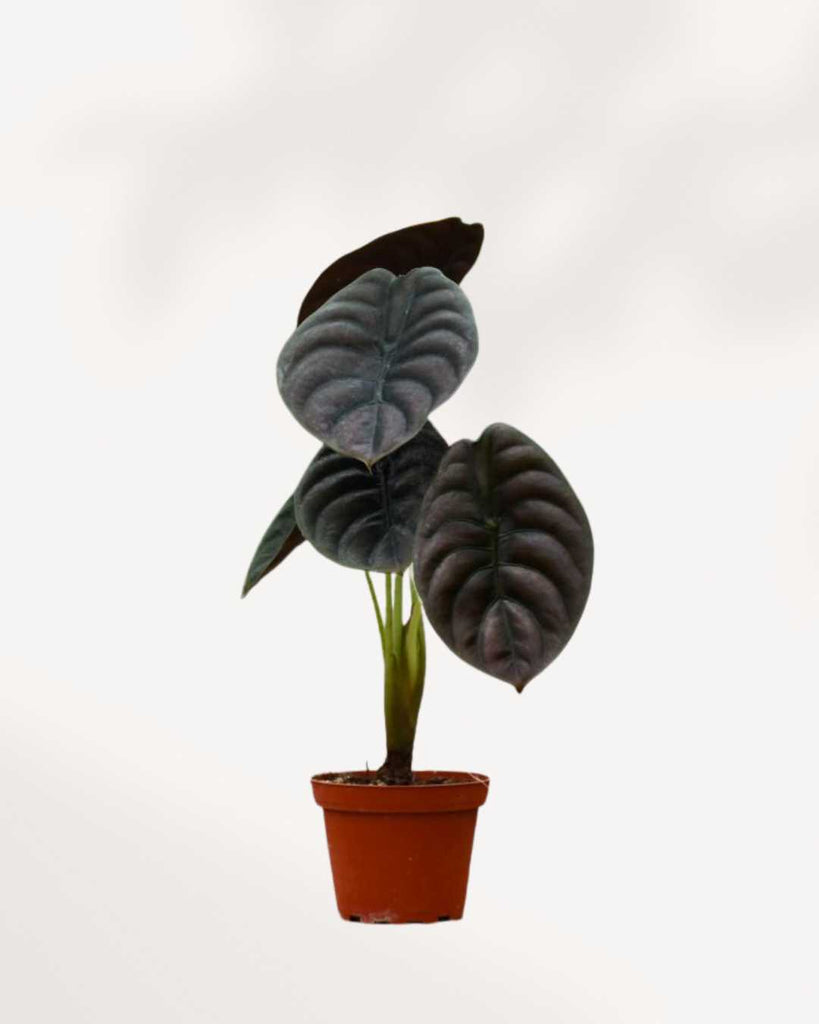 Alocasia Cuprea 6" Pot - Medium