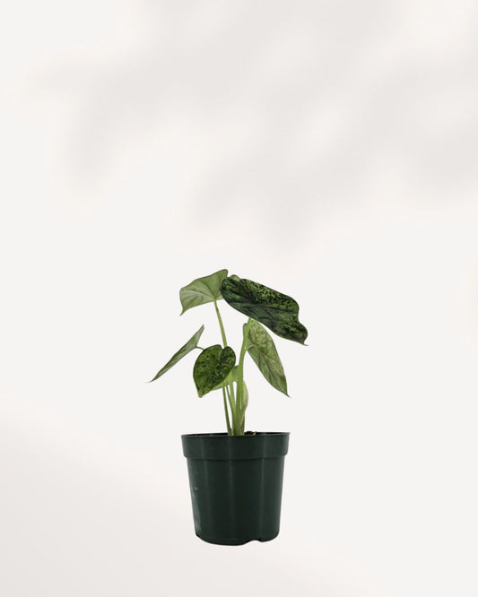 Alocasia Dragon Scale Mint in 4 inch pot, vibrant mint-green textured leaves, perfect indoor statement plant, buy online