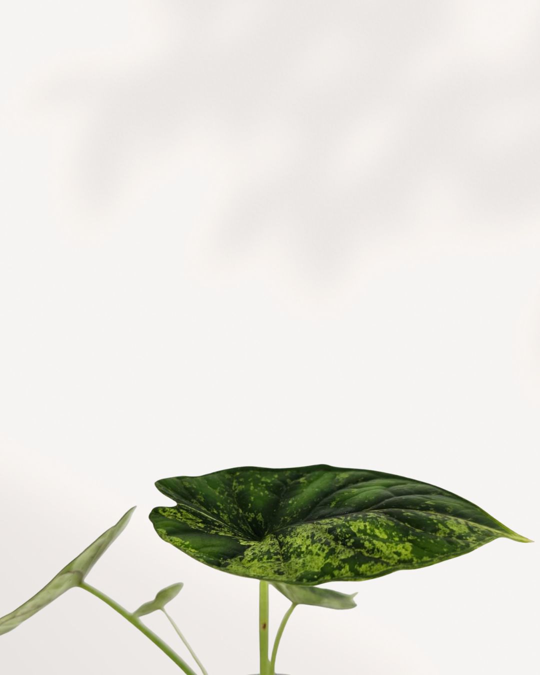 Alocasia Dragon Scale mint var. 2本セット Alocasia Dragon Scale Mint | Buy Online - Exotic & Striking