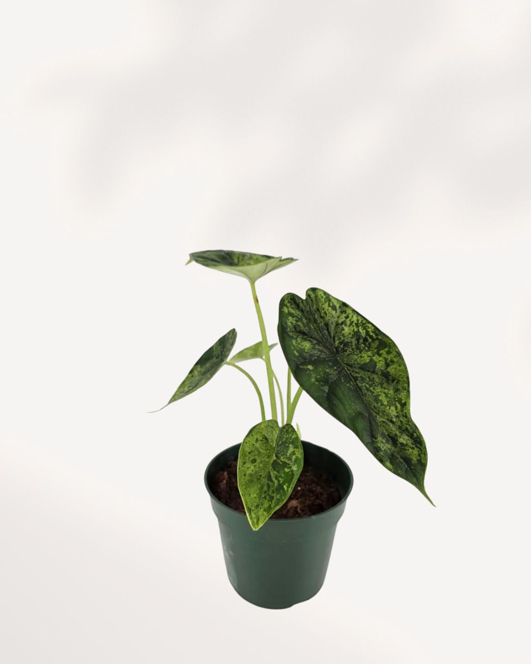 Alocasia Dragon Scale Mint 4 inch potted plant, elegant tropical foliage for home or office décor, available online.