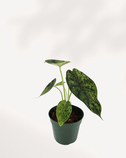 Alocasia Dragon Scale Mint 4 inch potted plant, elegant tropical foliage for home or office décor, available online.