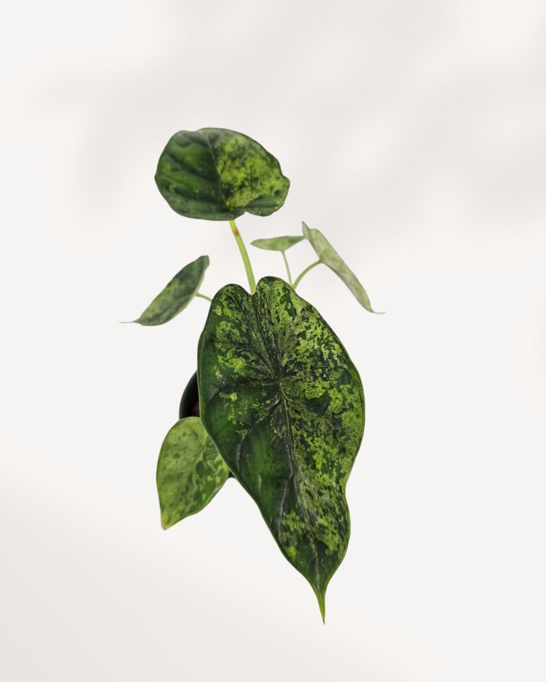 Alocasia Dragon Scale mint var. 2本セット Alocasia Dragon Scale Mint | Buy Online - Exotic & Striking