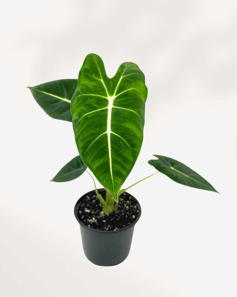 Alocasia Frydek - Alocasia Micholitziana 3.5” Pot - Small
