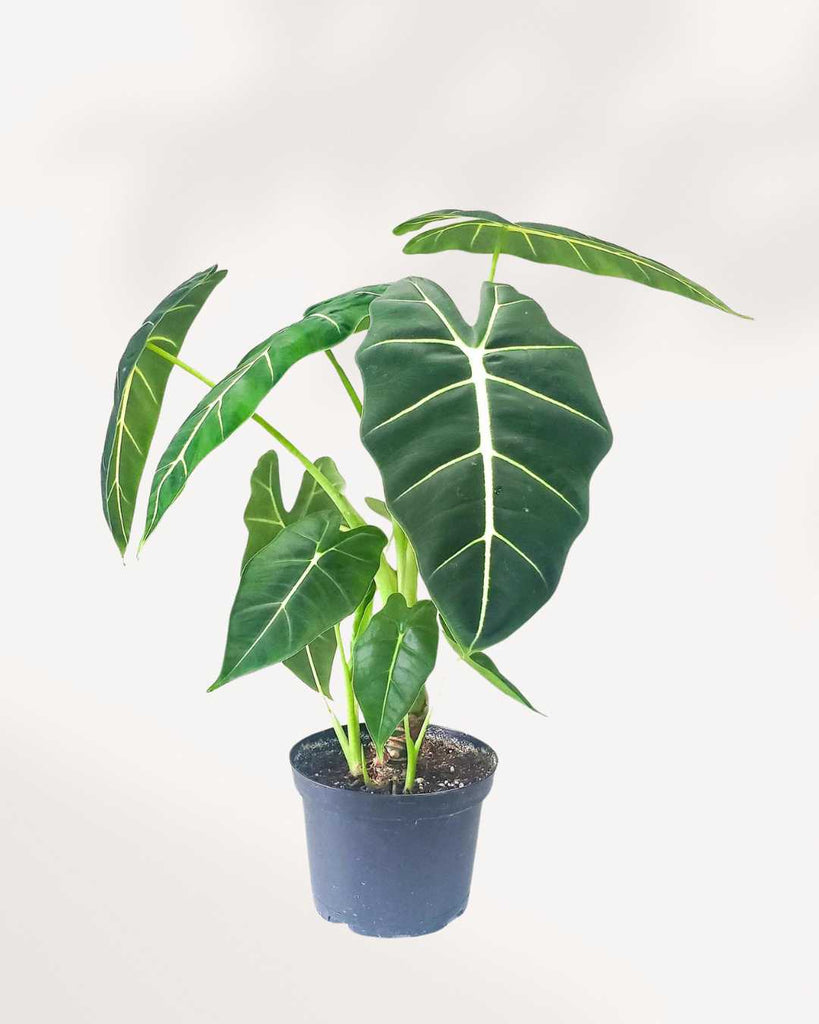 Alocasia Frydek - Alocasia Micholitziana 4.5" Pot - Medium