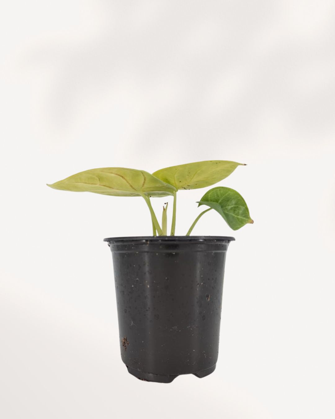 Alocasia 'Golden Dragon'