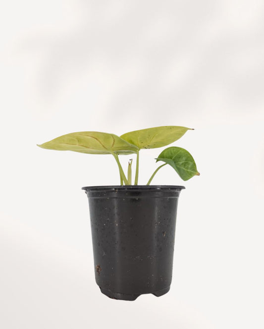 Alocasia 'Golden Dragon'