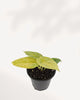 Alocasia 'Golden Dragon'