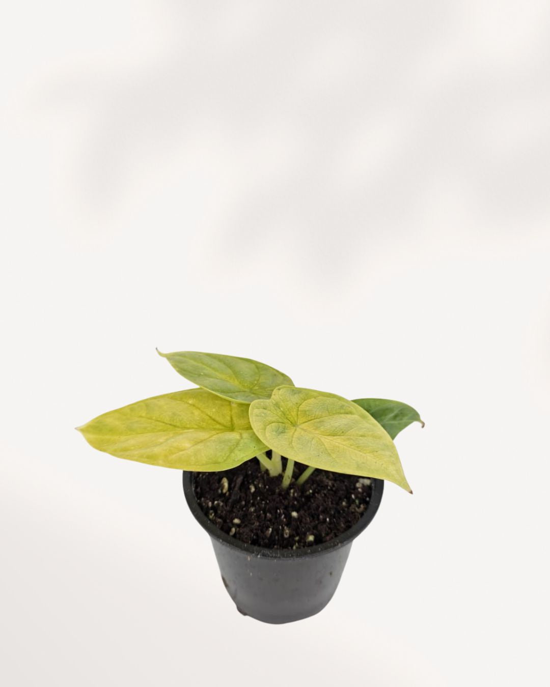 Alocasia 'Golden Dragon'