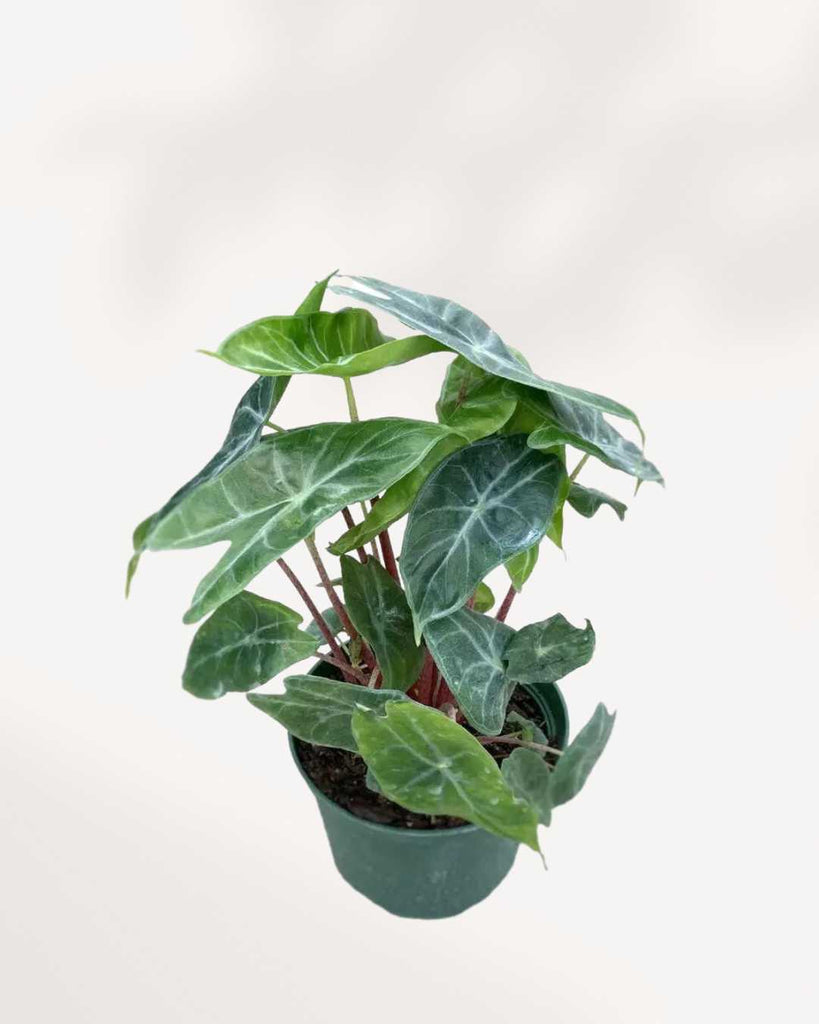 Alocasia Ivory Coast 6" Pot - Medium