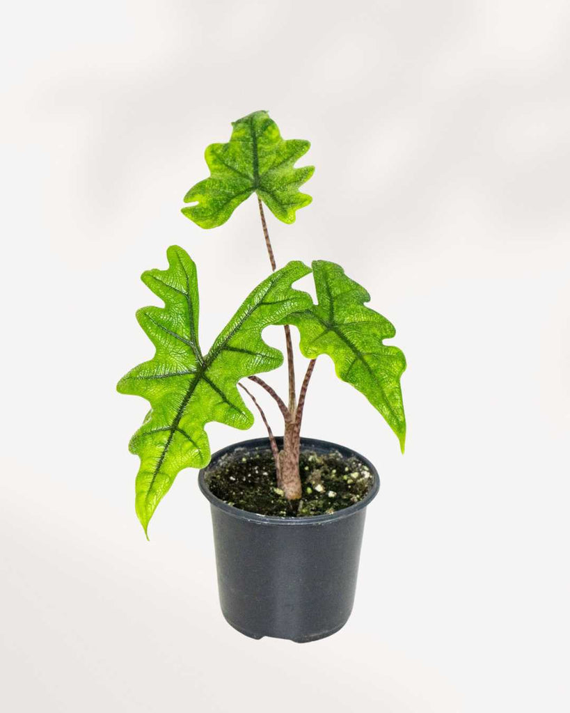 Alocasia Jacklyn 3.5" Pot - Small
