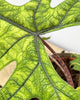 Alocasia Jacklyn