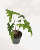 Alocasia Jacklyn 6" Pot - Medium