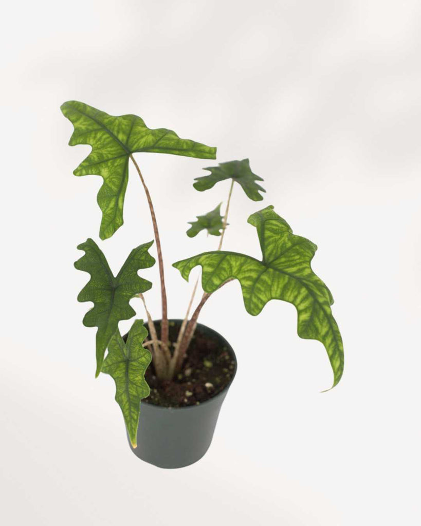 Alocasia Jacklyn 6" Pot - Medium