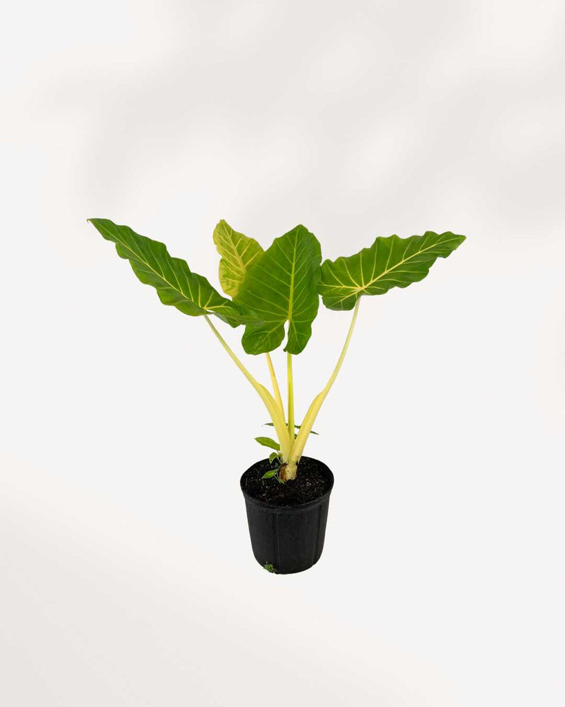 Alocasia Lutea 6" Pot - Medium