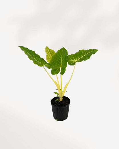 Alocasia Lutea | Buy Online