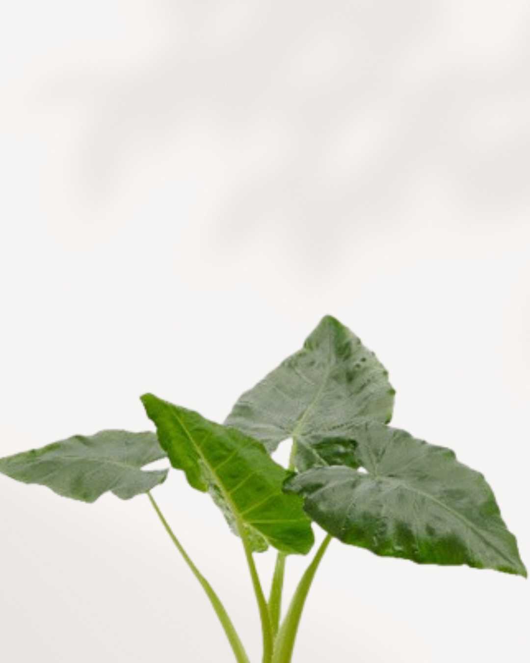 Alocasia Lutea | Buy Online