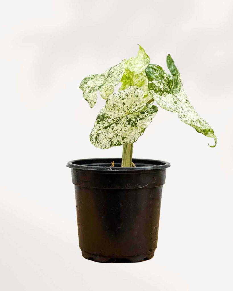 Alocasia Macrorrhiza Camouflage 4" Pot Medium