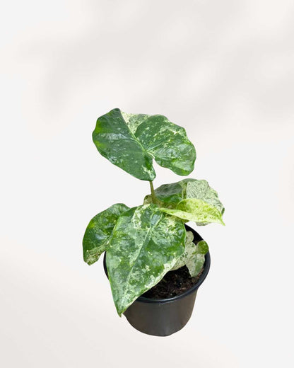 Alocasia Macrorrhiza Camouflage Variegata | Buy Online