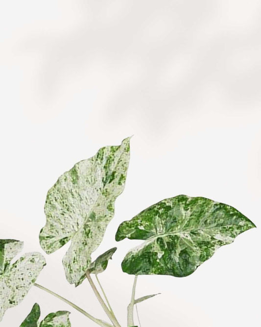 Alocasia Macrorrhiza Camouflage Variegata | Buy Online