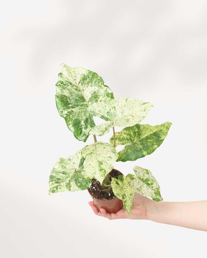 Alocasia Macrorrhiza Camouflage | Buy Online