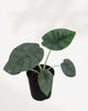 Alocasia Melo 5" Pot - Small