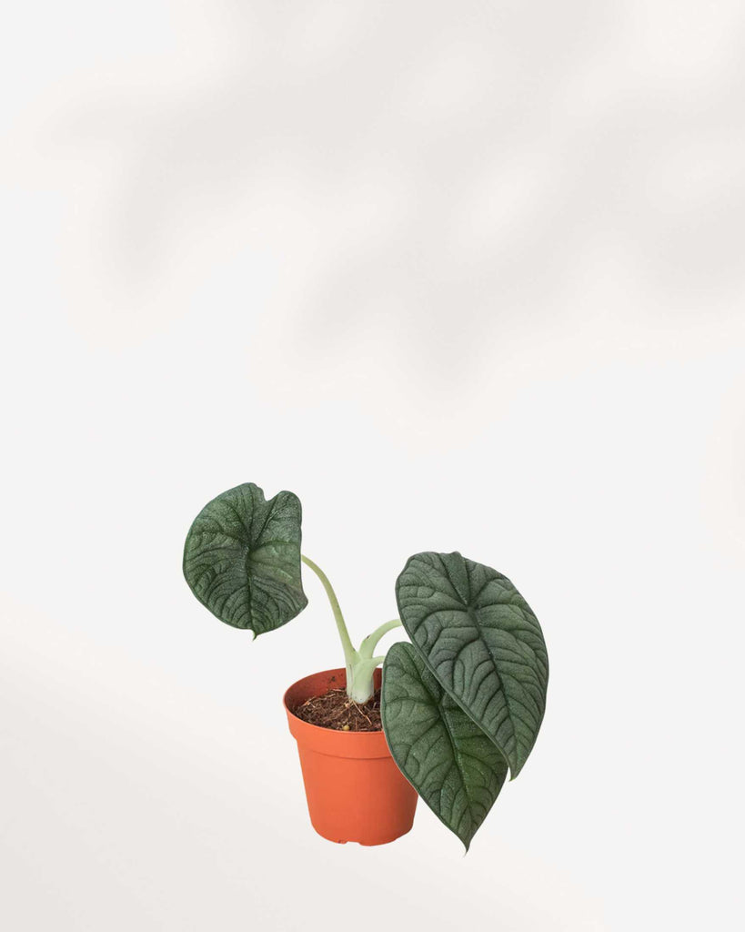 Alocasia Melo 2.5" Pot - XSmall