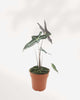 Alocasia Nobilis 3.5" Pot - XSmall