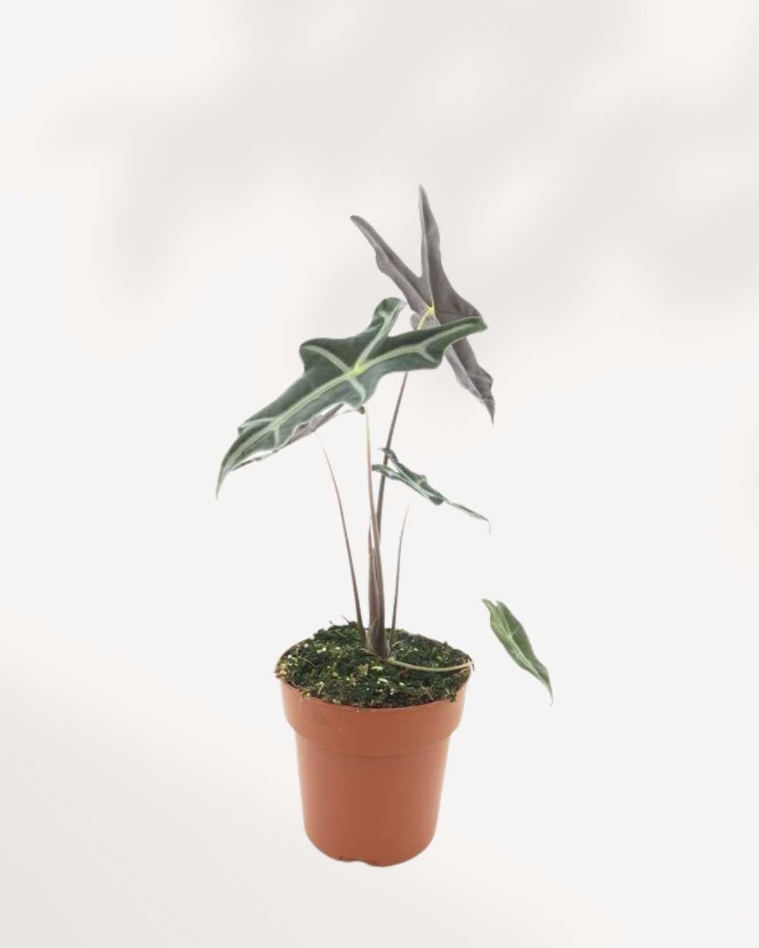 Alocasia Nobilis | Buy Online