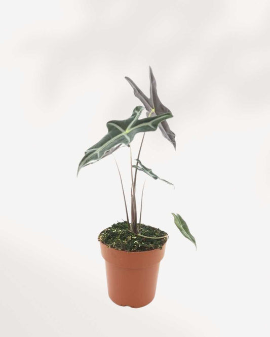 Alocasia Nobilis | Buy Online