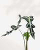 Alocasia Nobilis