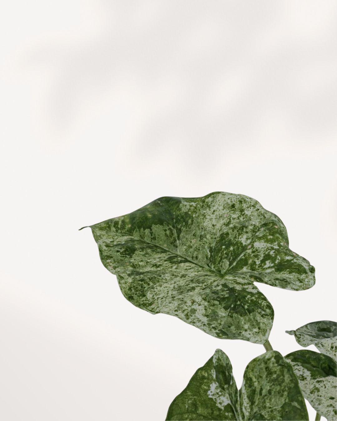Close-up top view of Alocasia Odora Variegated leaf showing intricate cream and green variegation pattern
