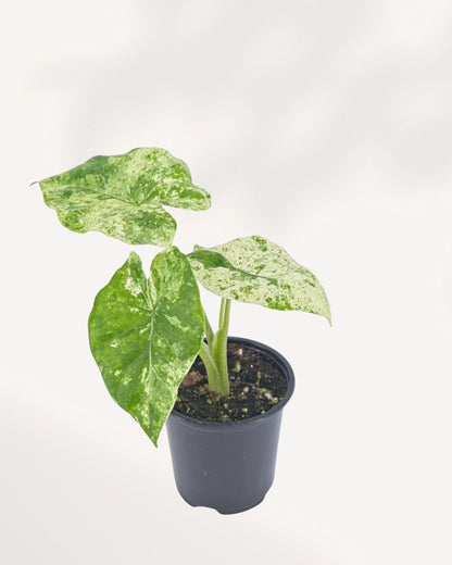 Alocasia Odora Variegated top front view showing large green and cream variegated leaves in a nursery pot