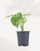 Alocasia Odora Variegated front view displaying upright tropical foliage with bold green and white leaf variegation