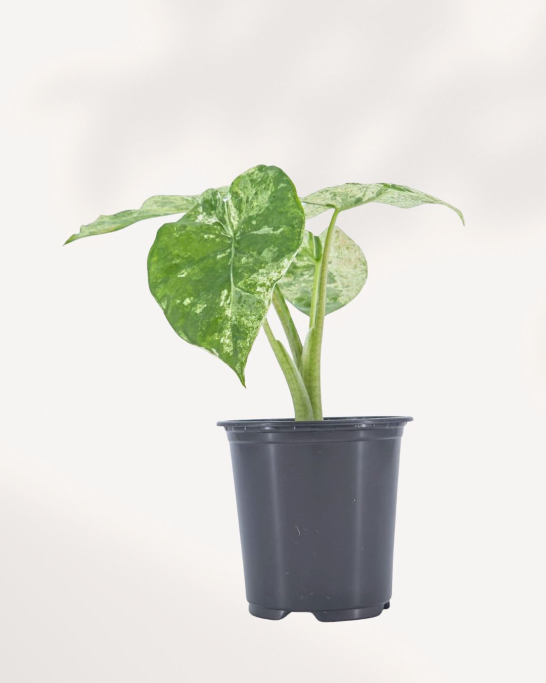 Alocasia Odora Variegated front view displaying upright tropical foliage with bold green and white leaf variegation