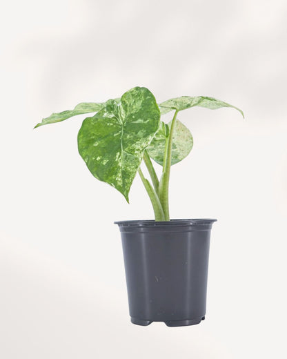 Alocasia Odora Variegated front view displaying upright tropical foliage with bold green and white leaf variegation