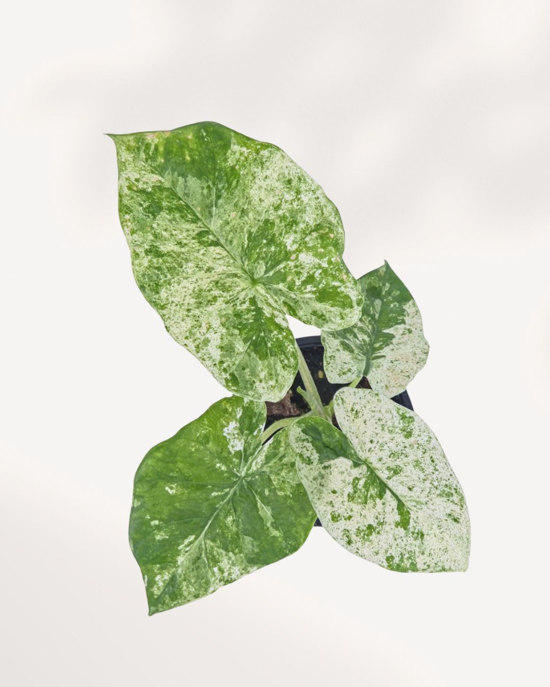 Alocasia Odora Variegated top view showcasing symmetrical cream and green variegated leaves spreading outward from centre